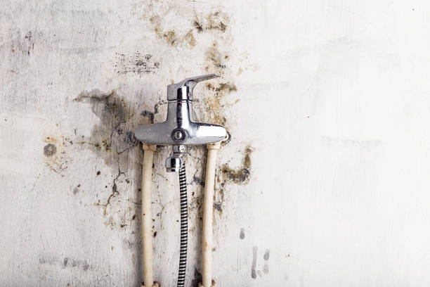 Best Mold Damage Repair  in Rio Dell, CA