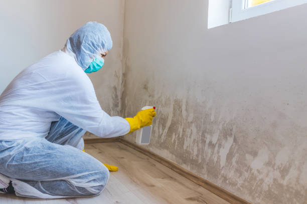 Best Attic Mold Removal  in Rio Dell, CA