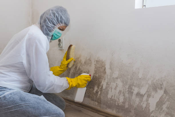 Best Office Mold Removal Services  in Rio Dell, CA