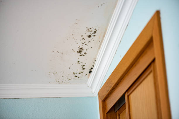 Best Mold Removal Company Near Me  in Rio Dell, CA