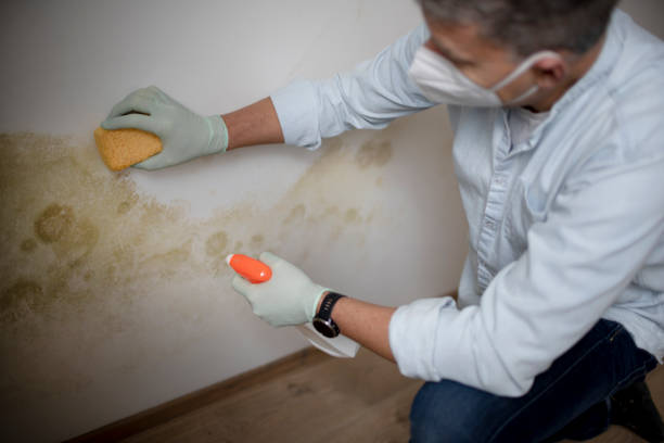 Best Mold Cleaning Services  in Rio Dell, CA