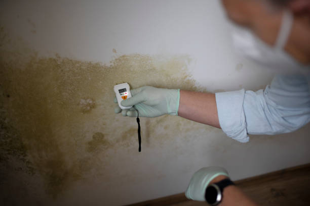 Best Mold Testing  in Rio Dell, CA