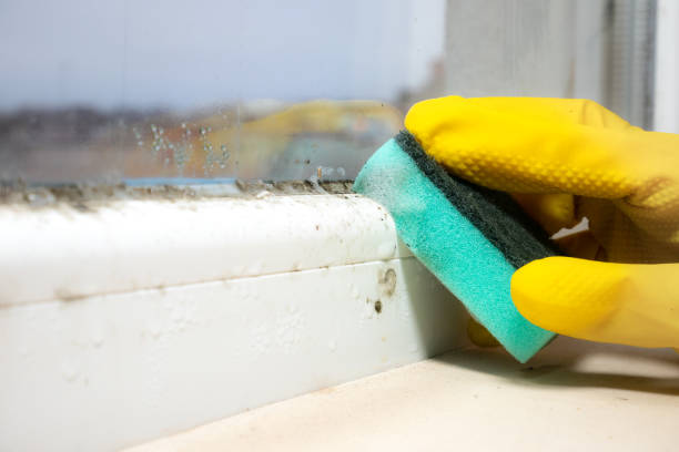 Best Best Mold Removal Companies  in Rio Dell, CA