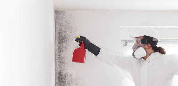 Best Toxic Mold Removal  in Rio Dell, CA