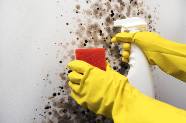 Certified Mold Removal in Rio Dell, CA