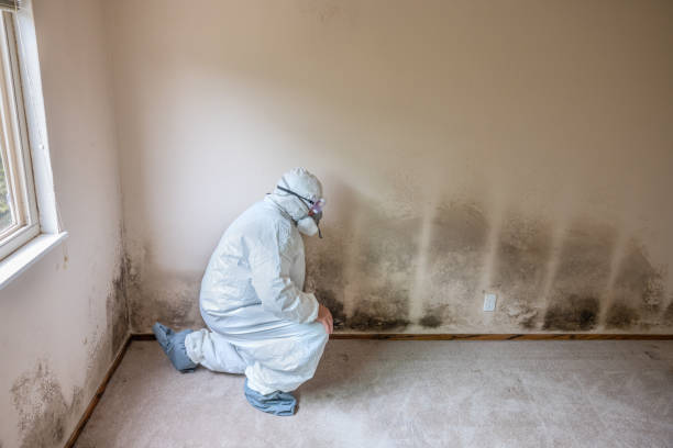 Rio Dell, CA Mold Removal Company