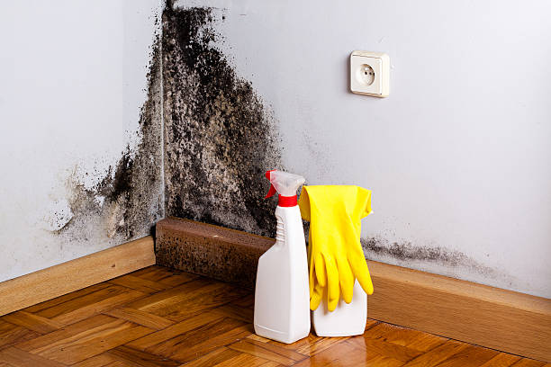 Best Fast Mold Removal  in Rio Dell, CA
