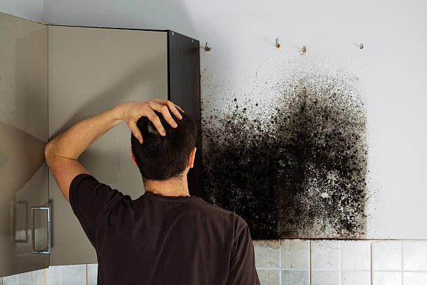 Best Emergency Mold Removal  in Rio Dell, CA