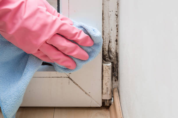 Best Water Damage Restoration  in Rio Dell, CA