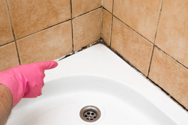 Best Certified Mold Removal  in Rio Dell, CA